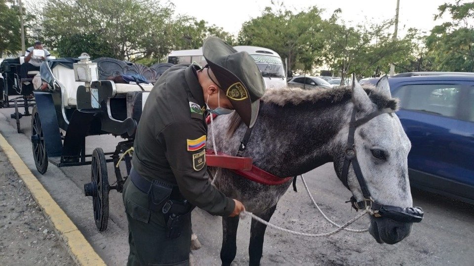 Policía desplegó controles para verificar el estado de salud de los caballos cocheros en Cartagena.