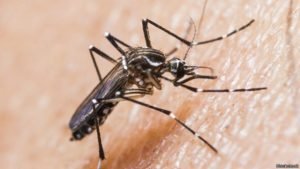 Preocupacion-en-Cartagena-por-circulacion-de-variantes-Den-2-y-3-asociadas-al-Dengue-letal