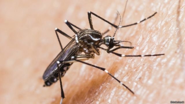 Preocupacion-en-Cartagena-por-circulacion-de-variantes-Den-2-y-3-asociadas-al-Dengue-letal