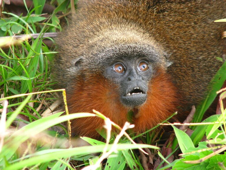 Mono-titi-del-Caqueta