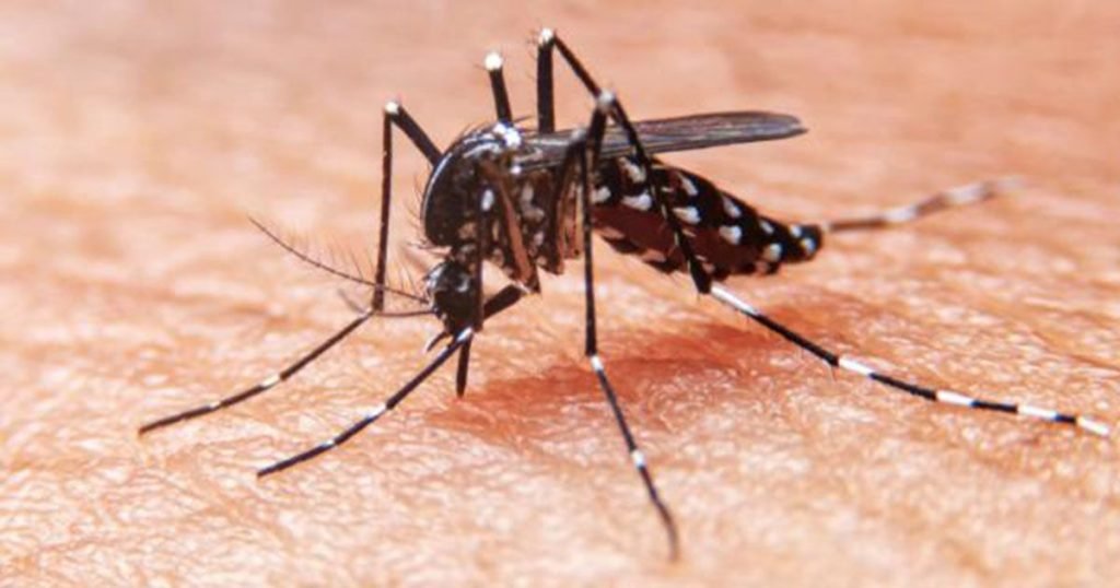 mosquito-dengue