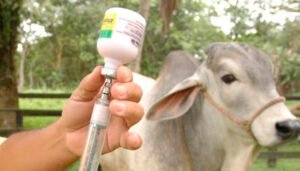 Vacuna-contra-la-aftosa.